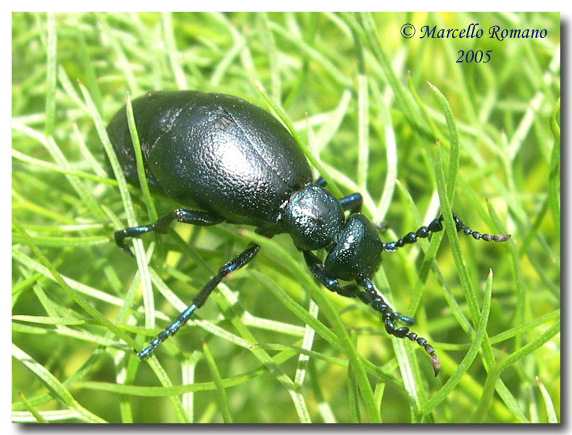 E'' un Meloidae?  S,  Meloe apenninicus, femmina